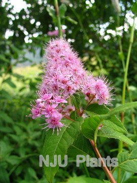 绣线菊