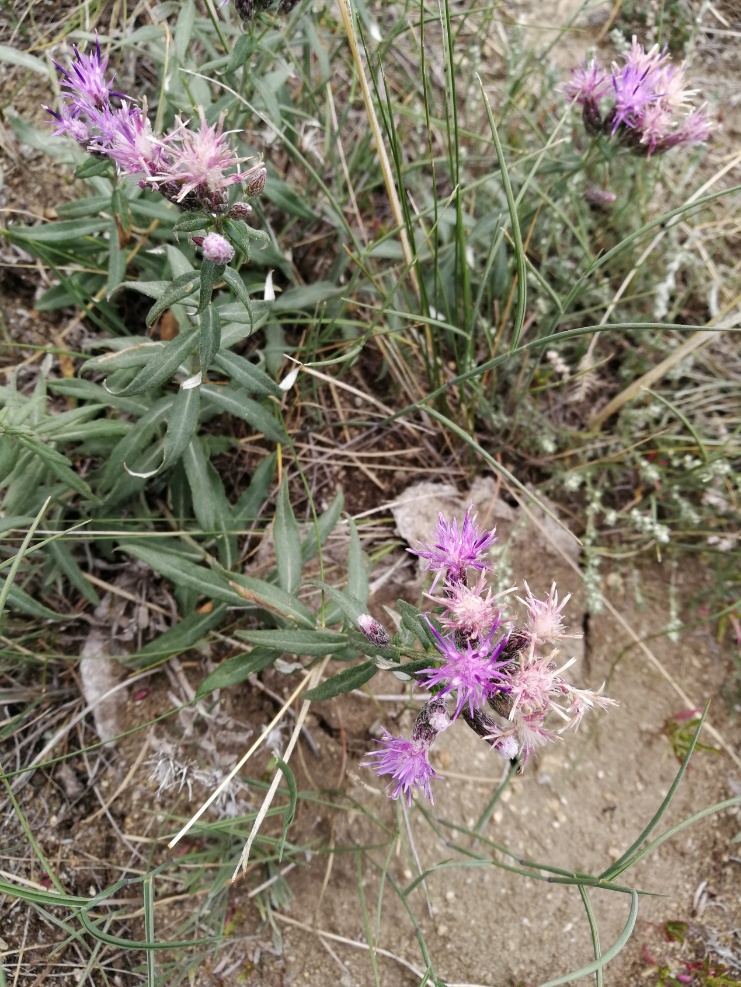 小花风毛菊