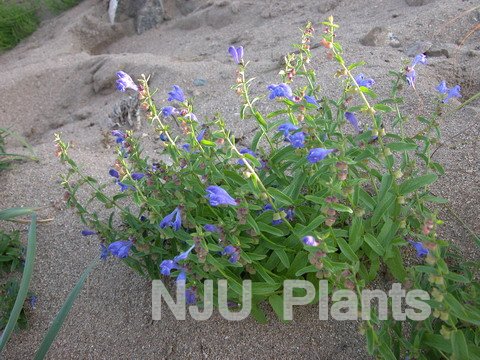 并头黄芪