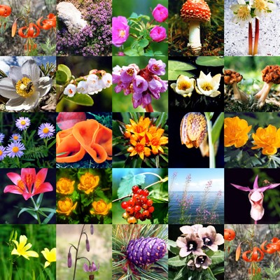 说明:F:\杂\实验室网站管理\植物资源网\beijiaer\pic\main.jpg