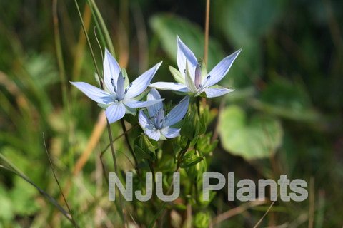 辐状肋柱花