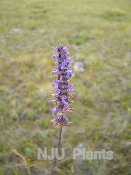多裂叶荆芥