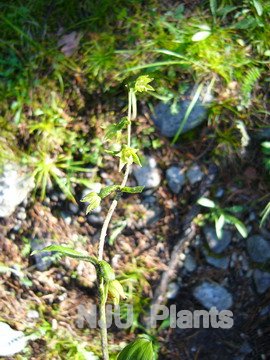 新疆火烧兰