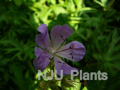 蓝花老鹳草