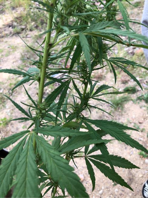 大麻