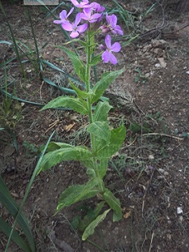 北香花芥